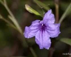 Ruellia angustifolia 