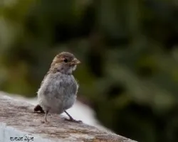 Passer domesticus
