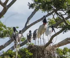 Jabiru mycteria