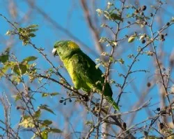 Amazona auropalliata