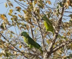 Amazona auropalliata