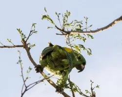 Amazona auropalliata