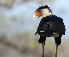 Caracara cheriway