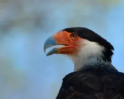 Caracara cheriway