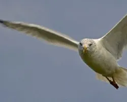Larus delawarensis