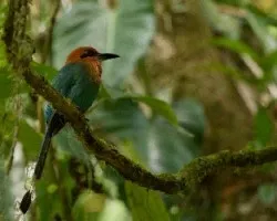 Electron platyrhynchum