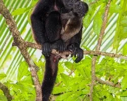 Alouatta palliata