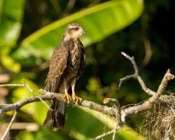 Rostrhamus sociabilis