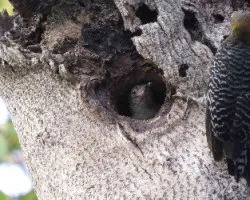 Melanerpes hoffmannii