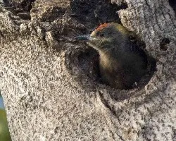 Melanerpes hoffmannii