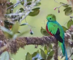 Pharomachrus mocinno