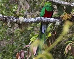 Pharomachrus mocinno