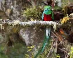 Pharomachrus mocinno