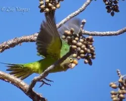 Aratinga canicularis