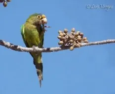 Aratinga canicularis