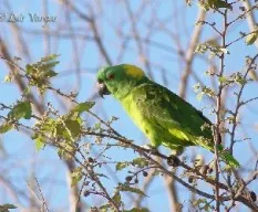Amazona auropalliata