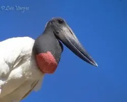 Jabiru mycteria