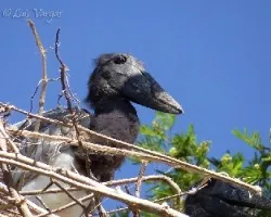 Jabiru mycteria