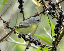 Vireo philadelphicus