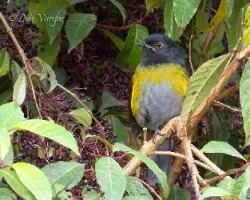 Phainoptila melanoxantha