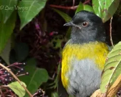 Phainoptila melanoxantha