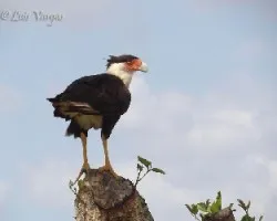Caracara cheriway