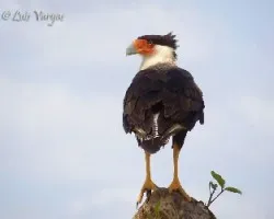 Caracara cheriway