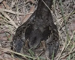 Nyctidromus albicollis