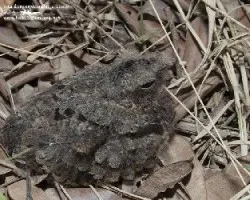 Nyctidromus albicollis