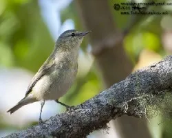 Oreothlypis peregrina