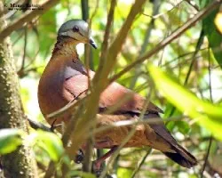 Geotrygon chiriquensis