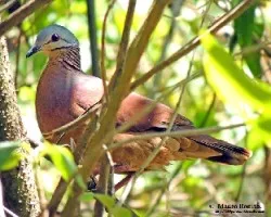 Geotrygon chiriquensis