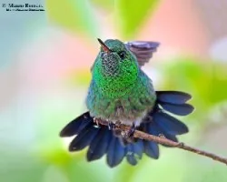 Amazilia saucerrottei