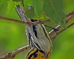 Setophaga fusca