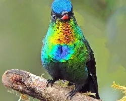Panterpe insignis