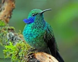 Colibri thalassinus