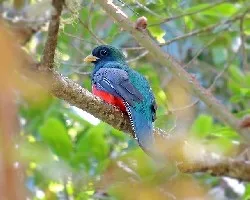Trogon collaris