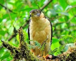 Accipiter bicolor