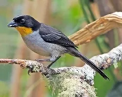 Atlapetes albinucha