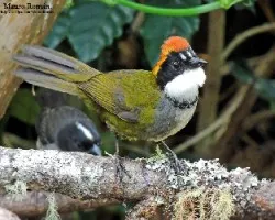 Arremon brunneinucha