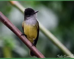 myiarchus tuberculifer