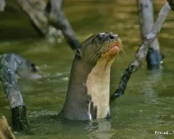 Pteronura brasiliensis