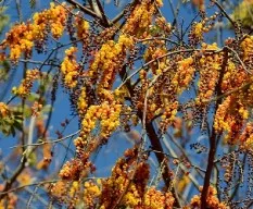  Citharexylum donnell-smithii