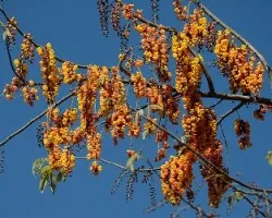  Citharexylum donnell-smithii