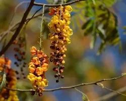  Citharexylum donnell-smithii