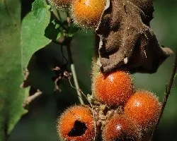Solanum quitoense