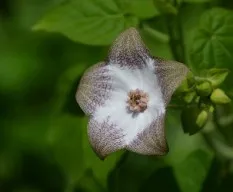 Polystemma guatemalense