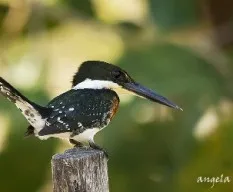 Chloroceryle amazona