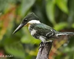 Chloroceryle americana