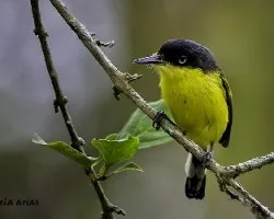 Todirostrum cinereum